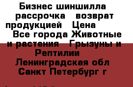 Бизнес шиншилла, рассрочка - возврат продукцией › Цена ­ 4 500 - Все города Животные и растения » Грызуны и Рептилии   . Ленинградская обл.,Санкт-Петербург г.